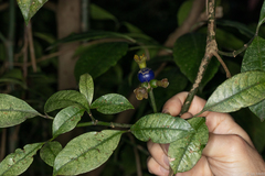 Psychotria nuda