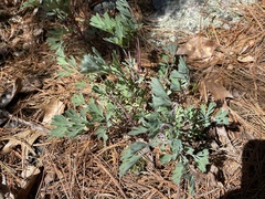 Capnoides sempervirens