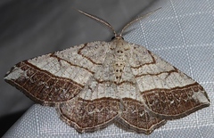 Eumacaria madopata
