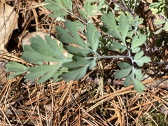 Capnoides sempervirens