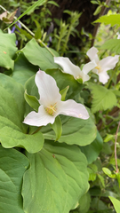 Callipetalon