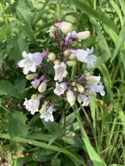 Penstemon laxiflorus