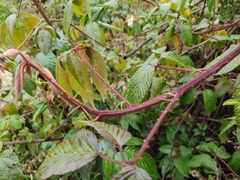 Rubus floribundus