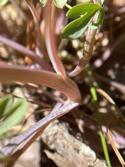 Capnoides sempervirens
