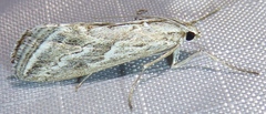 Evergestis vinctalis