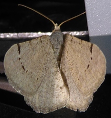 Digrammia californiaria