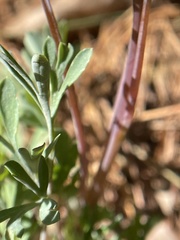 Capnoides sempervirens