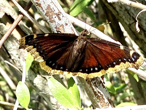 iNaturalist observation photo of Mourning Cloak