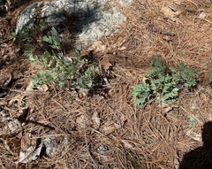 Capnoides sempervirens