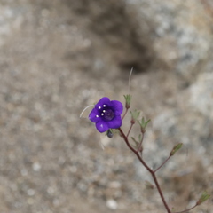 Phacelia parryi