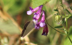 Cupido amyntula