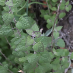 Phacelia parryi