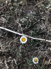 Erigeron longipes