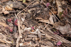 Hydrastis canadensis