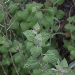Phacelia parryi