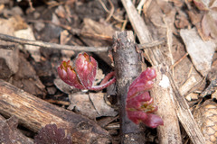 Hydrastis canadensis