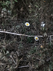 Erigeron longipes