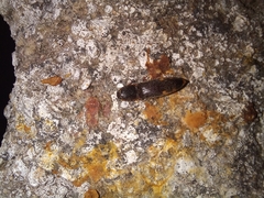 Conoderus semimarginatus