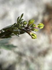 Capnoides sempervirens