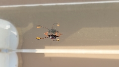 Trachyderes succinctus