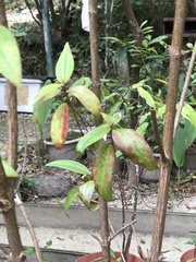 Boehmeria densiflora