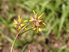 Asclepias aurea