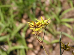 Asclepias aurea