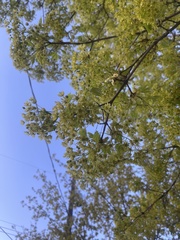 Plagianthus regius