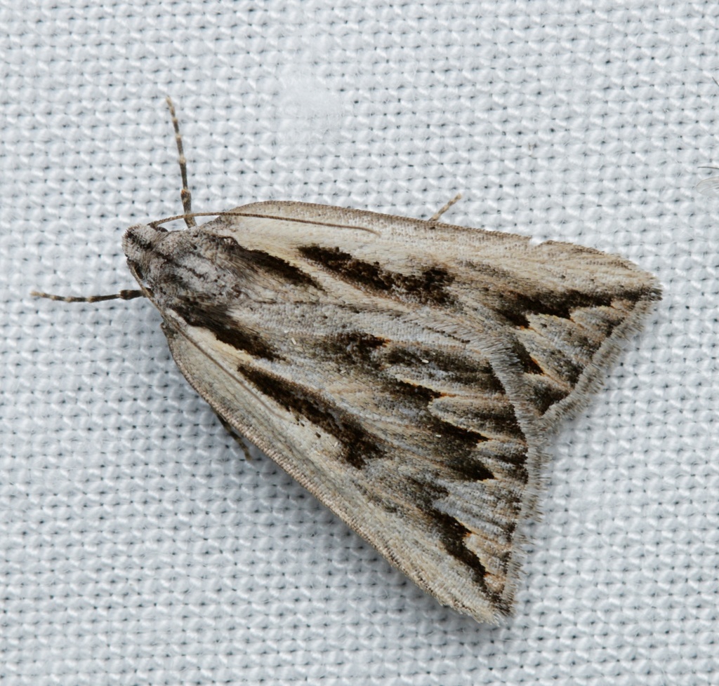 Ribbon Cape Moth