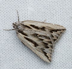 Amelora belemnophora