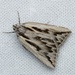 Ribbon Cape Moth - Photo (c) Daniel Kurek, some rights reserved (CC BY-NC), uploaded by Daniel Kurek