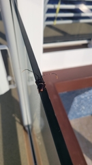 Trachyderes succinctus