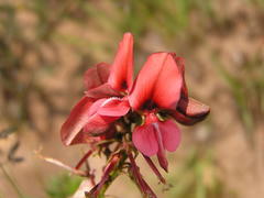 Indigofera hedyantha