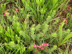 Indigofera hedyantha