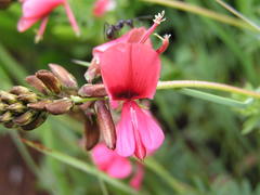 Indigofera hedyantha