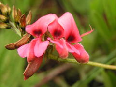 Indigofera hedyantha
