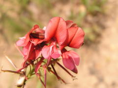 Indigofera hedyantha