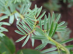 Indigofera hedyantha