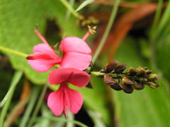 Indigofera hedyantha