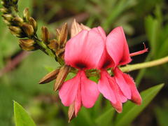 Indigofera hedyantha