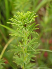 Indigofera hedyantha