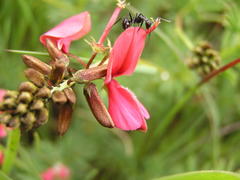 Indigofera hedyantha