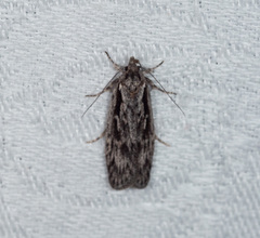 Eulechria tanysticha