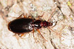 Cymindis platicollis