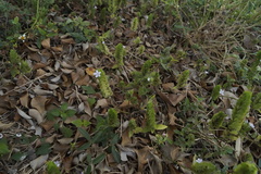 Phaulopsis imbricata