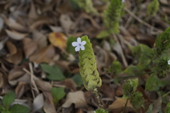 Phaulopsis imbricata