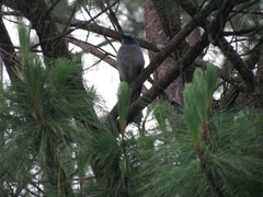Aphelocoma ultramarina