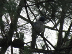 Aphelocoma ultramarina