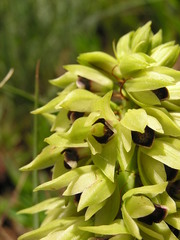 Orthochilus foliosus