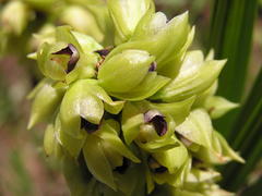 Orthochilus foliosus